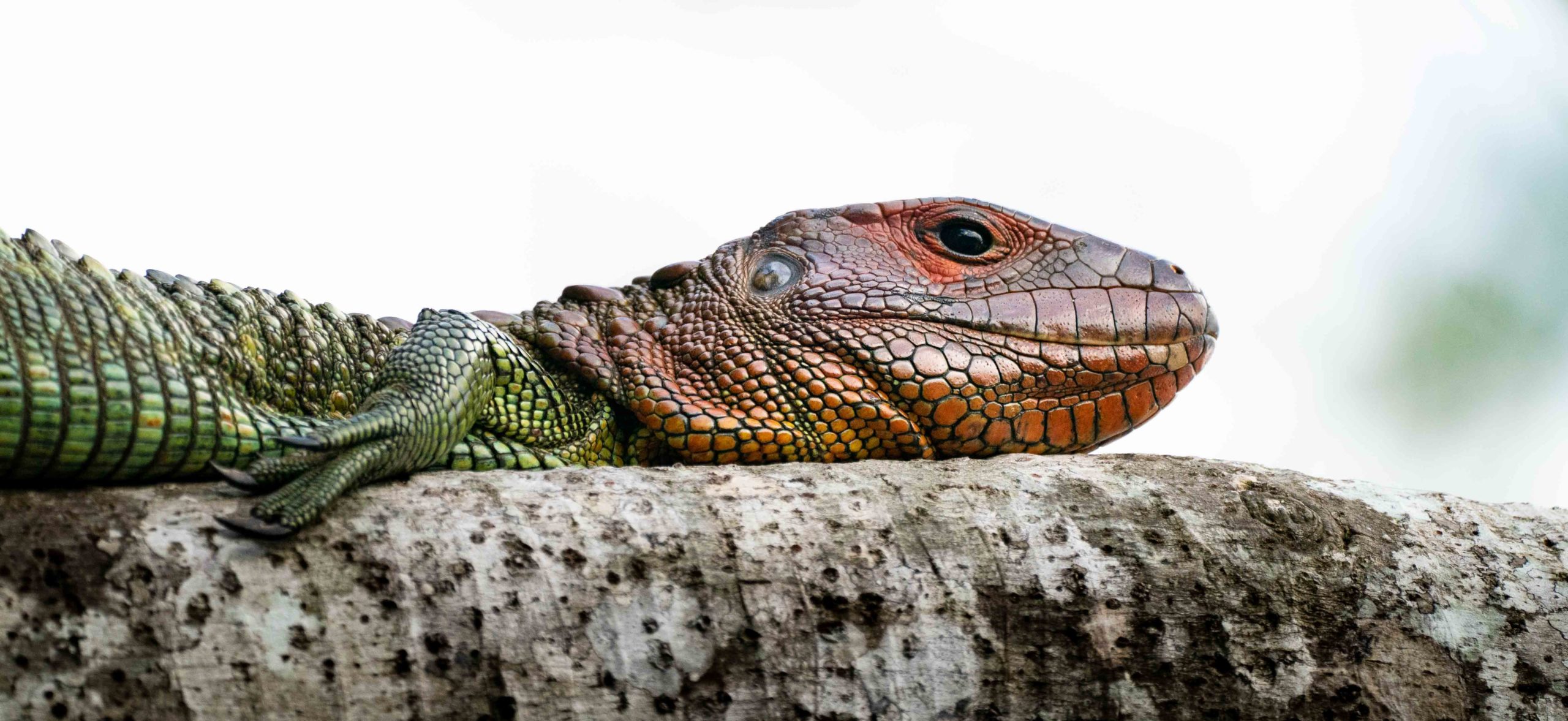 Critters Big and Small