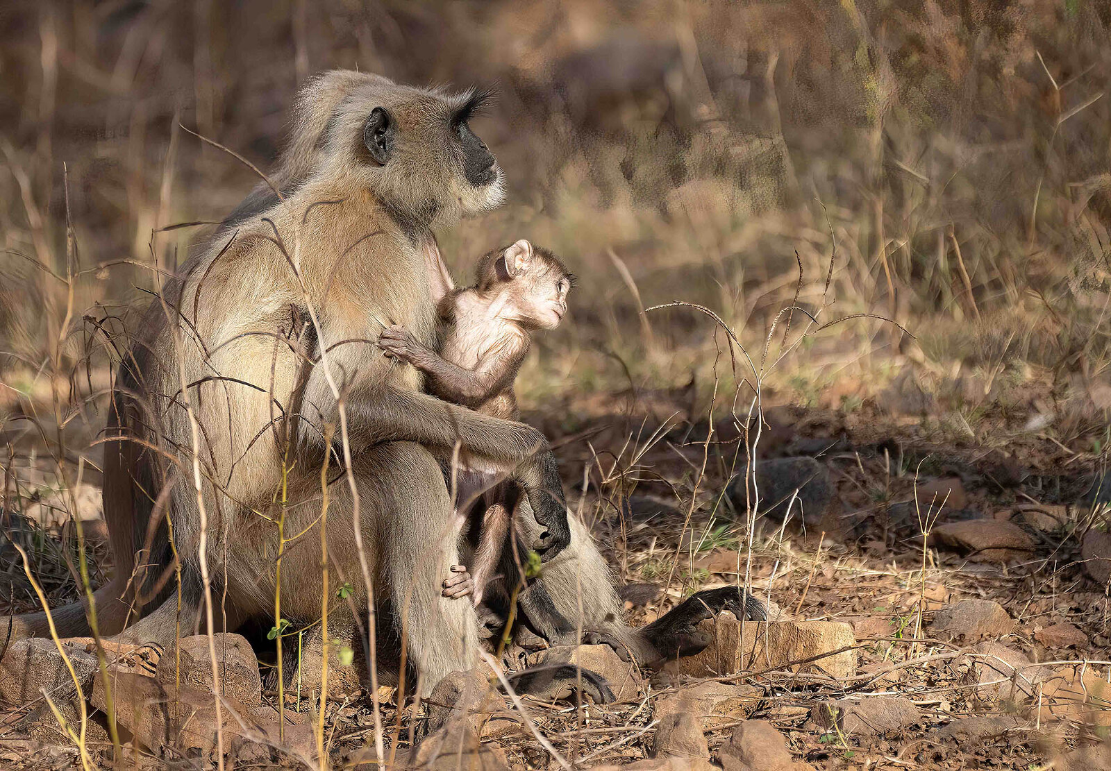 Critters Big and Small